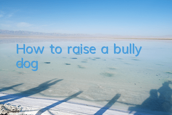How to raise a bully dog