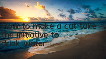 THow to make a cat take the initiative to drink water?