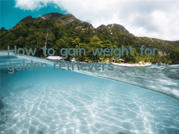 How to gain weight for golden retrievers