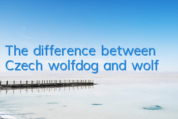 The difference between Czech wolfdog and wolf