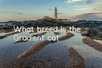 What breed is the Gradient cat?