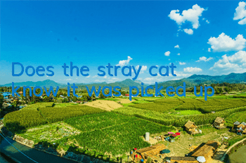 Does the stray cat know it was picked up?