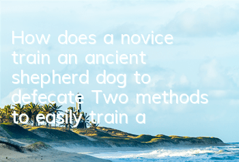 THow does a novice train an ancient shepherd dog to defecate? Two methods to easily train an ancient shepherd dog to defecate at a fixed location!