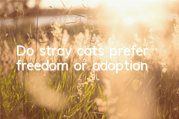 Do stray cats prefer freedom or adoption?
