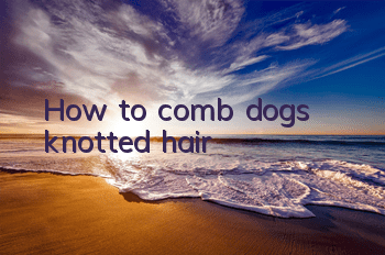 How to comb dog's knotted hair