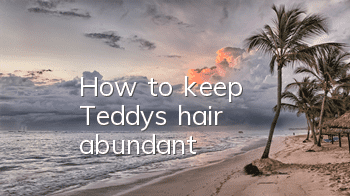 How to keep Teddy's hair abundant