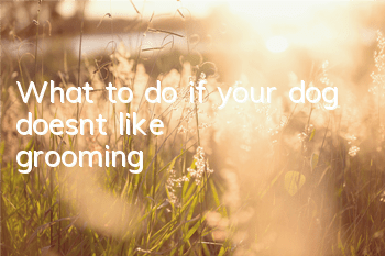 What to do if your dog doesn’t like grooming