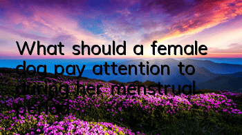 What should a female dog pay attention to during her menstrual period?
