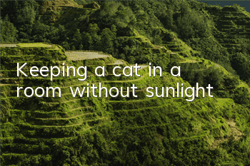 Keeping a cat in a room without sunlight