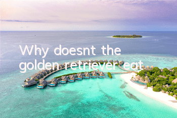 Why doesn’t the golden retriever eat?