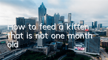 How to feed a kitten that is not one month old