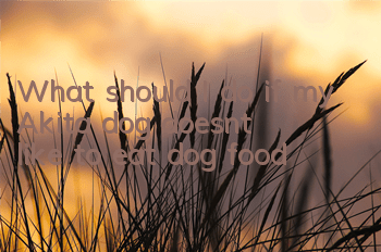 What should I do if my Akita dog doesn’t like to eat dog food?