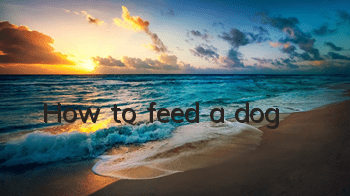 How to feed a dog