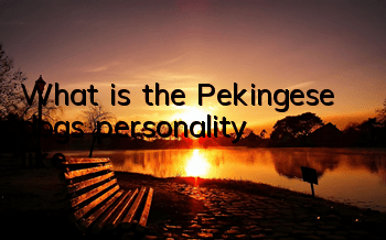 What is the Pekingese dog’s personality like?
