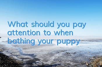 What should you pay attention to when bathing your puppy?