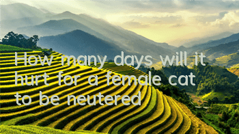 How many days will it hurt for a female cat to be neutered?