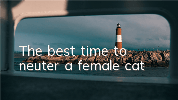 The best time to neuter a female cat