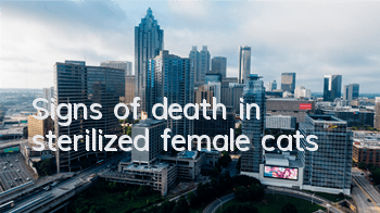 Signs of death in sterilized female cats