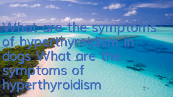 What are the symptoms of hyperthyroidism in dogs? What are the symptoms of hyperthyroidism in dogs?