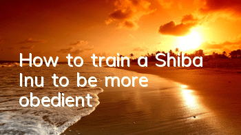 How to train a Shiba Inu to be more obedient