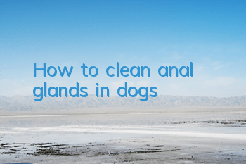 How to clean anal glands in dogs