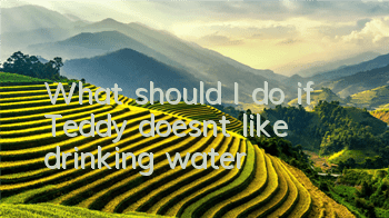 What should I do if Teddy doesn’t like drinking water?