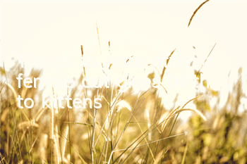 Things to note after a female cat gives birth to kittens