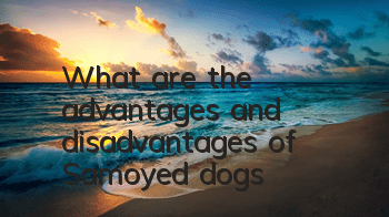 What are the advantages and disadvantages of Samoyed dogs