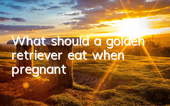 What should a golden retriever eat when pregnant?
