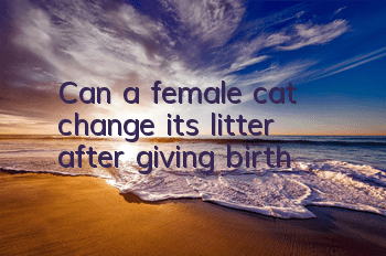 Can a female cat change its litter after giving birth?