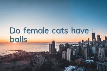 Do female cats have balls?