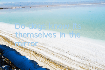 TDo dogs know it’s themselves in the mirror?