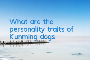 What are the personality traits of Kunming dogs?