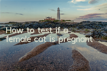 How to test if a female cat is pregnant