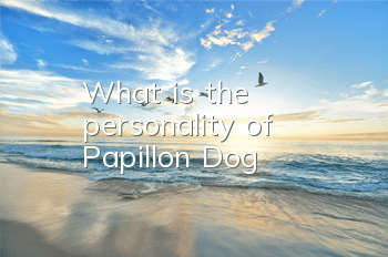 What is the personality of Papillon Dog?