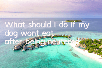 What should I do if my dog ​​won’t eat after being neutered?