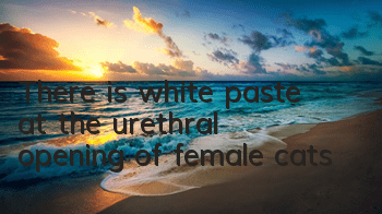 There is white paste at the urethral opening of female cats