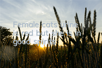 Female cat’s urine is red but she is in good spirits