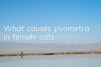 What causes pyometra in female cats?
