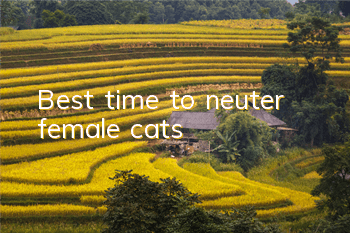 Best time to neuter female cats