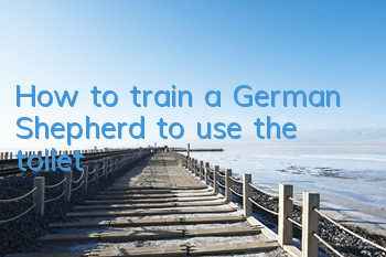 How to train a German Shepherd to use the toilet