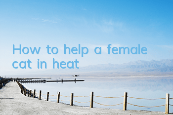 How to help a female cat in heat
