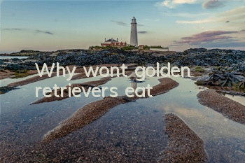 Why won’t golden retrievers eat?