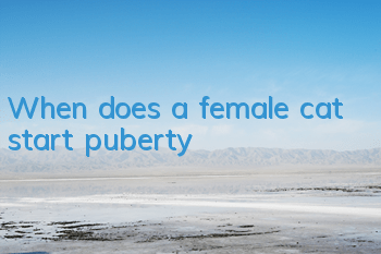 When does a female cat start puberty?