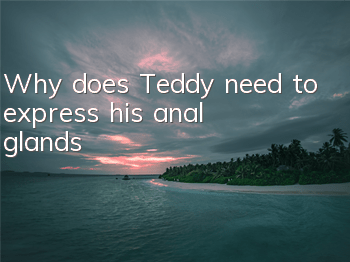 Why does Teddy need to express his anal glands?