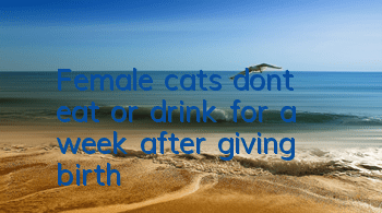 Female cats don’t eat or drink for a week after giving birth