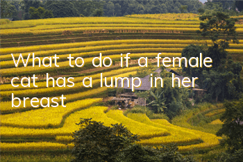 What to do if a female cat has a lump in her breast