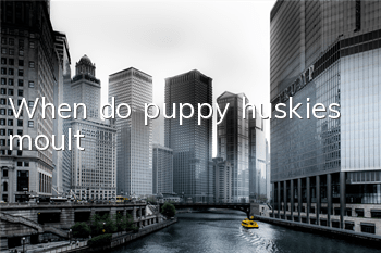 When do puppy huskies moult?