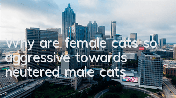 Why are female cats so aggressive towards neutered male cats?