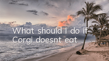What should I do if Corgi doesn’t eat?